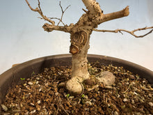 Load image into Gallery viewer, Zelkova, Japanese Import 001
