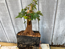 Load image into Gallery viewer, Trident Maple #18
