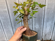 Load image into Gallery viewer, Trident Maple #45
