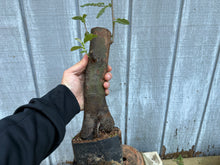 Load image into Gallery viewer, Chinese Quince #1
