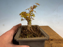 Load image into Gallery viewer, Kotohime Japanese Maple-011
