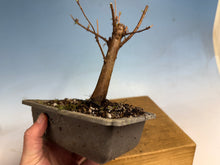 Load image into Gallery viewer, Dawn Redwood 001
