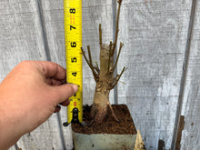 Load image into Gallery viewer, Trident Maple #10
