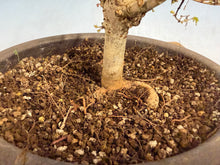 Load image into Gallery viewer, Zelkova, Japanese Import 003
