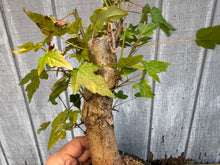 Load image into Gallery viewer, Trident Maple #45
