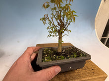 Load image into Gallery viewer, Zelkova, Japanese Grey Bark Elm 013
