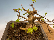Load image into Gallery viewer, Trident Maple 006
