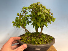 Load image into Gallery viewer, Trident Maple-Shohin Forest 001
