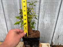 Load image into Gallery viewer, Trident Maple #35

