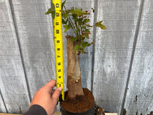 Load image into Gallery viewer, Trident Maple #26
