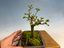 Load image into Gallery viewer, Shishigashira Japanese Maple 002

