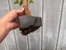 Load image into Gallery viewer, Trident Maple #36

