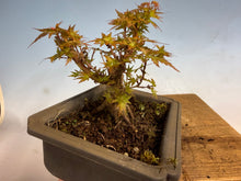 Load image into Gallery viewer, Kotohime Japanese Maple-010
