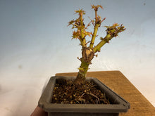 Load image into Gallery viewer, Kotohime Japanese Maple-002
