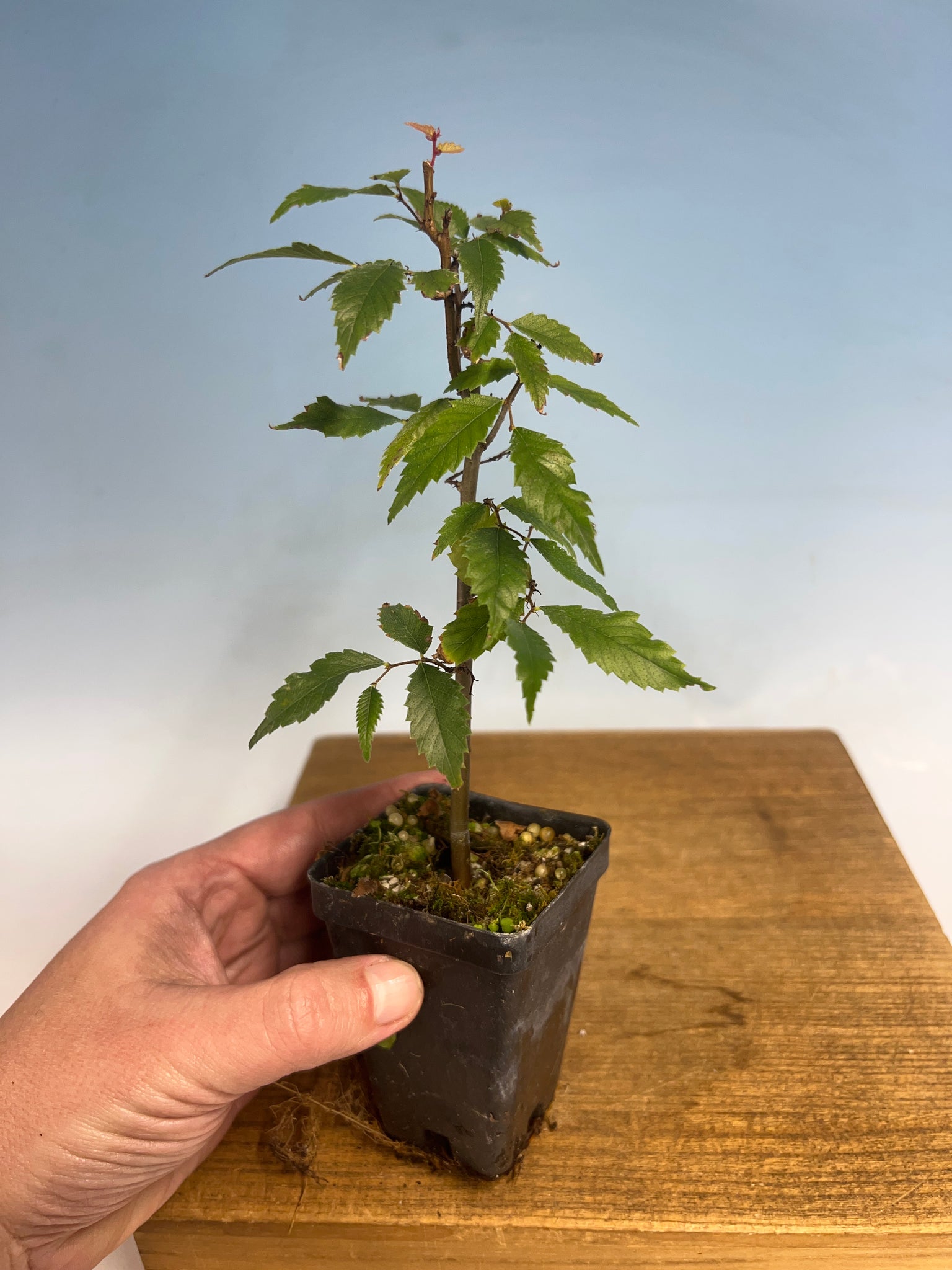 japanese zelkova bonsai tree Zelkova – Kaede Bonsai-en