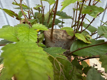 Load image into Gallery viewer, Zelkova, Japanese Grey Bark Elm #22
