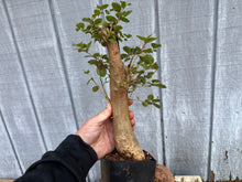 Load image into Gallery viewer, Japanese Crepe Myrtle #2
