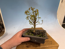 Load image into Gallery viewer, Zelkova, Japanese Grey Bark Elm 013

