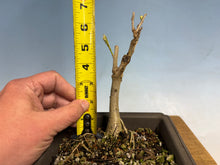 Load image into Gallery viewer, Japanese Wisteria 005
