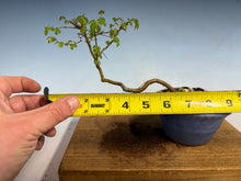 Load image into Gallery viewer, Chinese Elm-Root Cutting 001
