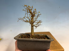 Load image into Gallery viewer, Zelkova, Japanese Grey Bark Elm 006
