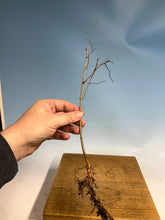 Load image into Gallery viewer, Chinese Elm Bare Root- 3-4 Year, Bare Root
