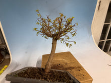 Load image into Gallery viewer, Zelkova, Japanese Grey Bark Elm 012
