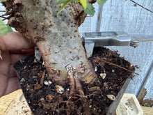Load image into Gallery viewer, Chinese Elm #6
