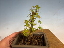 Load image into Gallery viewer, Kotohime Japanese Maple-014
