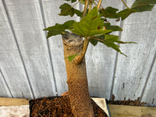 Load image into Gallery viewer, Trident Maple #20
