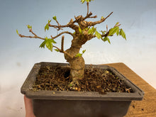 Load image into Gallery viewer, Trident Maple 006
