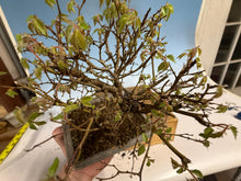 Load image into Gallery viewer, Zelkova, Japanese Grey Bark Elm 012
