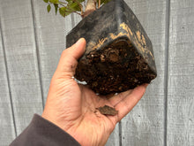 Load image into Gallery viewer, Zelkova, Japanese Grey Bark Elm #9
