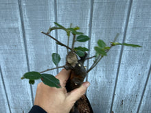 Load image into Gallery viewer, Chinese Quince #6
