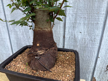 Load image into Gallery viewer, Zelkova, Japanese Grey Bark Elm #17

