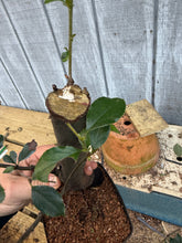 Load image into Gallery viewer, Chinese Quince #9
