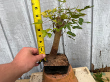 Load image into Gallery viewer, Trident Maple #33
