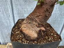 Load image into Gallery viewer, Chinese Elm #2
