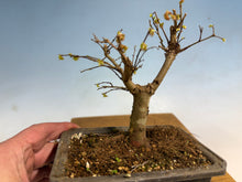 Load image into Gallery viewer, Zelkova, Japanese Grey Bark Elm 005
