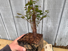 Load image into Gallery viewer, Zelkova, Japanese Grey Bark Elm #5
