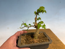 Load image into Gallery viewer, Trident Maple 016
