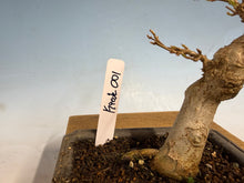Load image into Gallery viewer, Trident Maple 001
