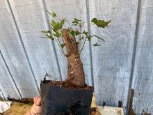 Load image into Gallery viewer, Trident Maple #4
