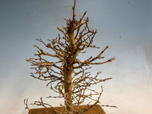 Load image into Gallery viewer, Zelkova, Japanese Grey Bark Elm 001
