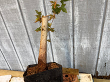 Load image into Gallery viewer, Trident Maple #28
