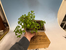 Load image into Gallery viewer, Trident Maple 008
