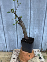 Load image into Gallery viewer, Chinese Quince #7
