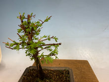 Load image into Gallery viewer, Dawn Redwood 003

