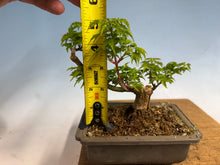 Load image into Gallery viewer, Shishigashira Japanese Maple 017
