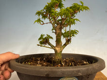 Load image into Gallery viewer, Shishigashira Japanese Maple 004
